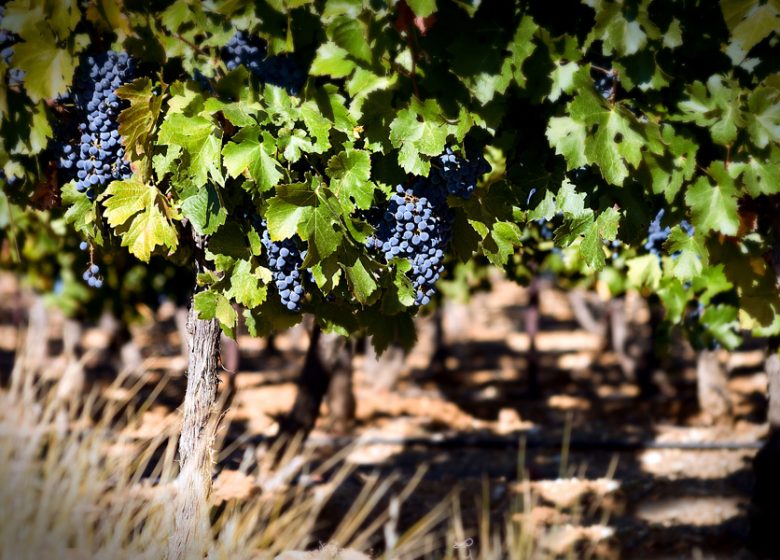 LES VIGNERONS D’ALIGNAN DU VENT/NEFFIES