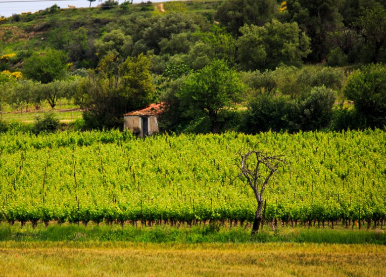 LES VIGNERONS D’ALIGNAN DU VENT/NEFFIES