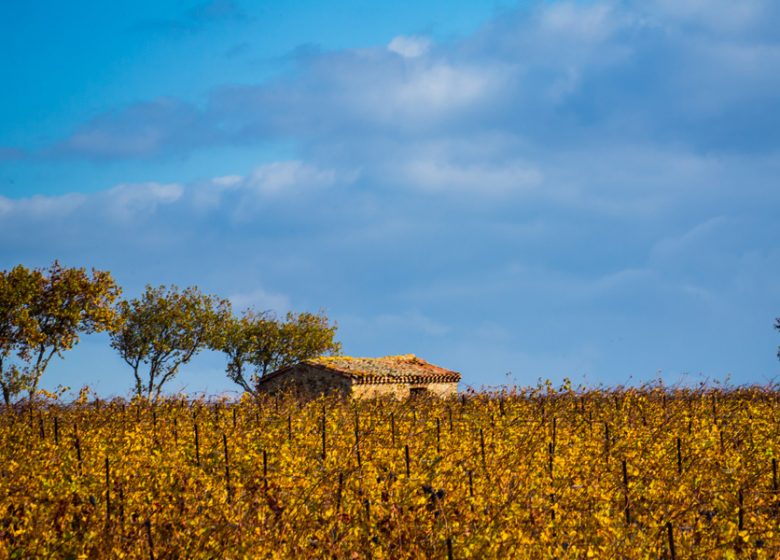 LES VIGNERONS D’ALIGNAN DU VENT/NEFFIES